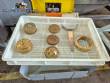Fresh Pasta Extruder 20 kg per hour Italvisa